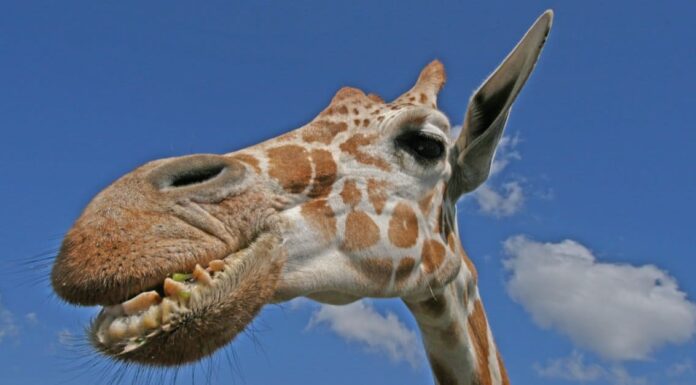 Giraffa contro leone: chi vincerebbe in un combattimento?
