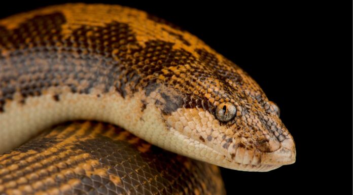 Sand Boa Morphs: scopri gli oltre 20 tipi Sand Boa Morphs: scopri gli oltre 20 tipi