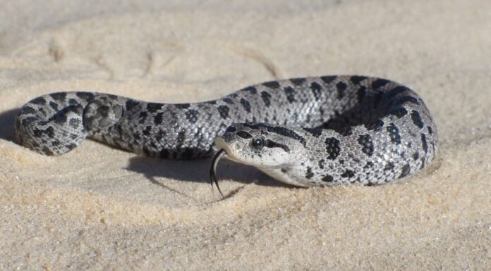 Hognose Snake Morphs: scopri gli oltre 25 tipi Hognose Snake Morphs: Discover The 25+ Types Of Hognose Snake Breeds