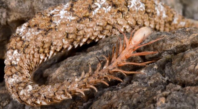 Incontra il serpente con la coda travestito da ragno! Incontra il serpente con la coda travestito da ragno!