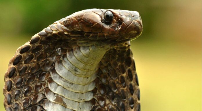 I 4 serpenti più letali del mondo: perché i “Big 4” portano a oltre 50.000 morti all’anno A The 7 Best Snake Guard Chaps You Can Buy Today