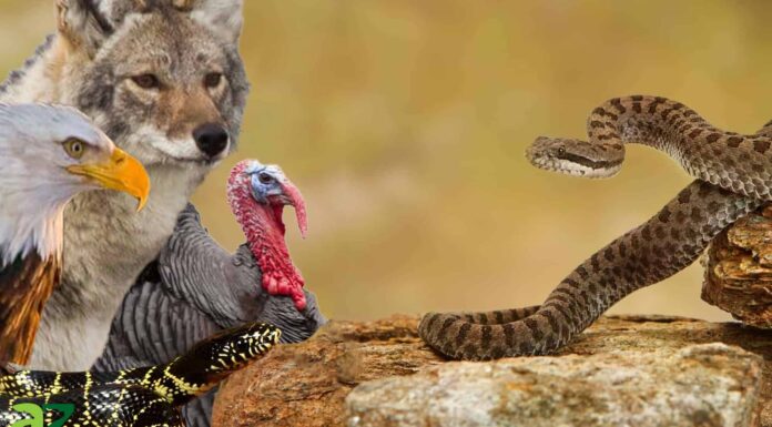 11 animali che cacciano i serpenti a sonagli 11 animali che cacciano i serpenti a sonagli