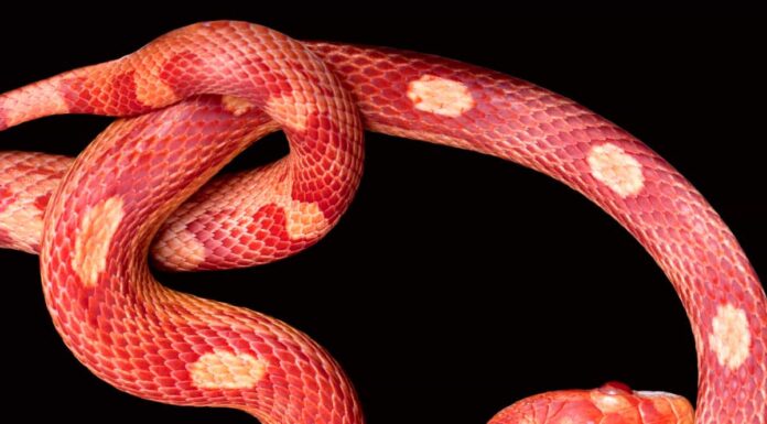 Corn Snake Morphs: l’elenco completo A The 7 Best Snake Guard Chaps You Can Buy Today