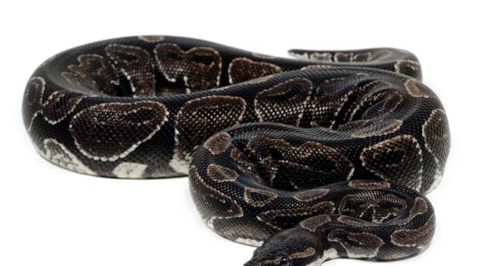 Ball Python Morphs: scopri gli oltre 50 tipi A The 7 Best Snake Guard Chaps You Can Buy Today