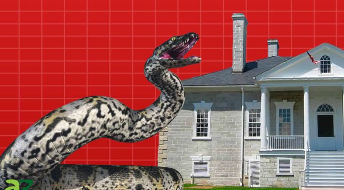 Scopri il “Monster Snake” 5 volte più grande di un Anaconda! Scopri il "Monster Snake" 5 volte più grande di un Anaconda!