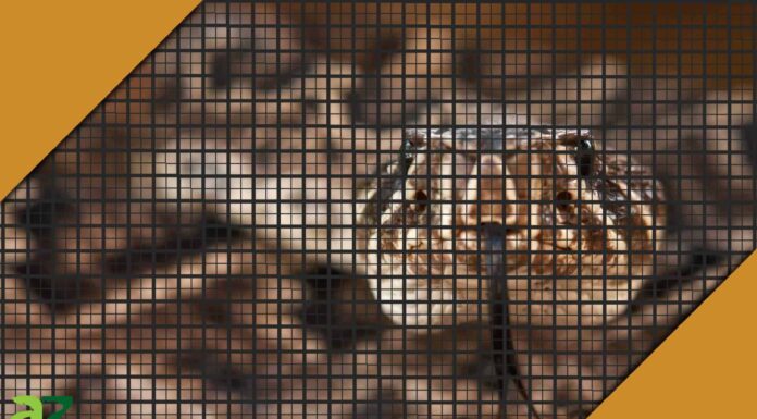 Scherma con serpenti a sonagli: funziona davvero? Scherma con serpenti a sonagli: funziona davvero?