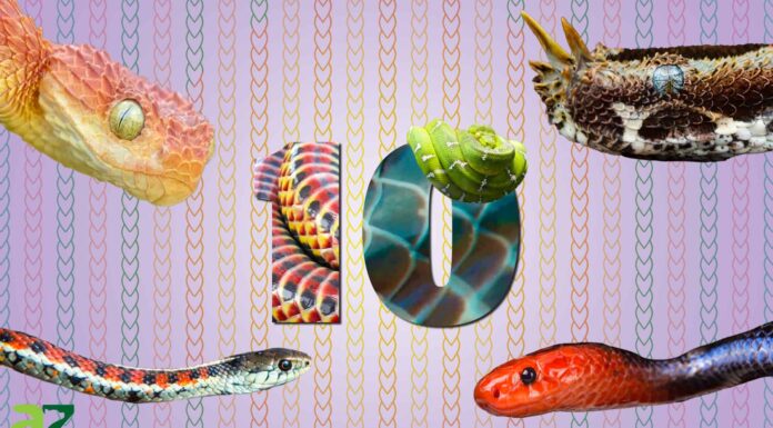 I 10 serpenti più belli del mondo I 10 serpenti più belli del mondo