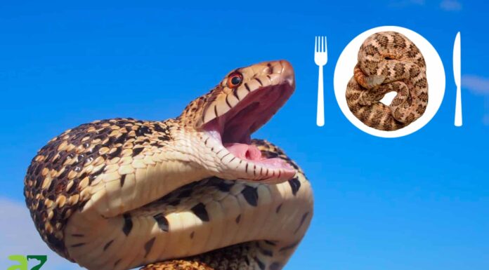 I serpenti toro mangiano i serpenti a sonagli? I serpenti toro mangiano i serpenti a sonagli?