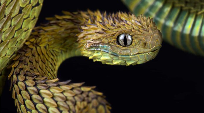 Loro esistono! 9 dei serpenti più strani che sono reali A The 7 Best Snake Guard Chaps You Can Buy Today