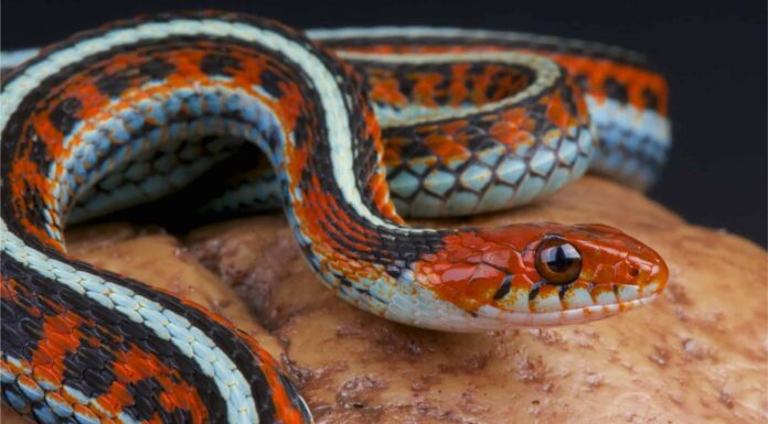 11 serpenti dall’aspetto più cool del mondo Smallest Snakes: Ringneck Snake