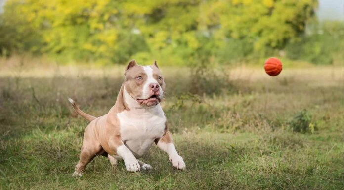 american bully vs american bulldog
