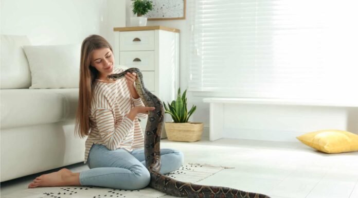 Nomi di serpente: 77 nomi incredibili per il tuo serpente domestico Nomi di serpente: 77 nomi incredibili per il tuo serpente domestico