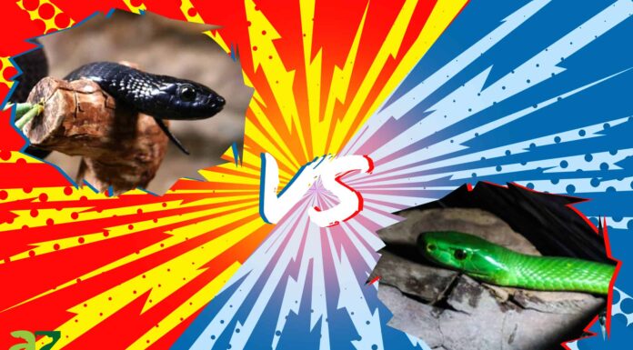 Black Mamba vs Green Mamba: 5 differenze chiave Black Mamba vs Green Mamba: 5 differenze chiave