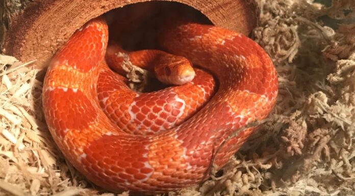 I serpenti di mais sono velenosi o pericolosi?
