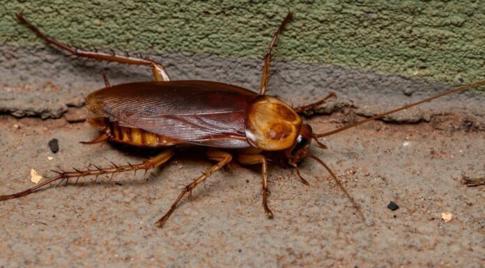 Ciclo di vita dello scarafaggio: dalle uova, alle ninfe, agli adulti
