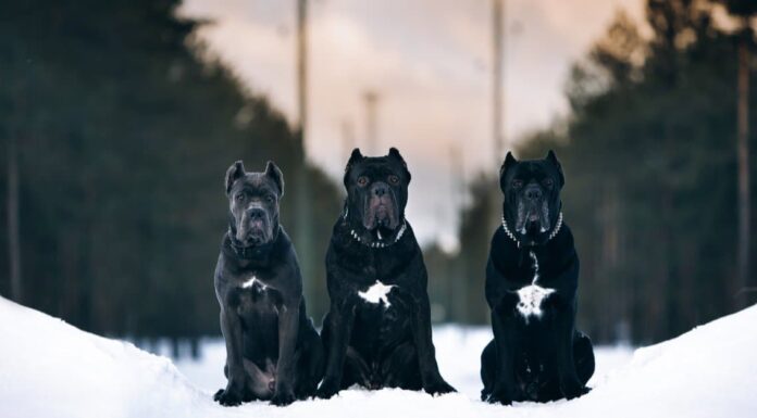Presa Canario VS Cane Corso: quali sono le principali differenze?
