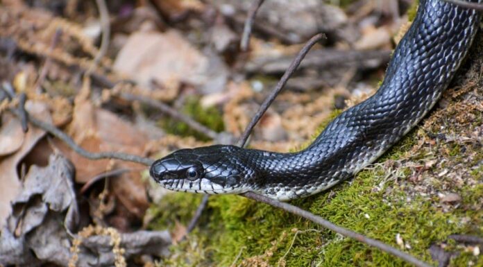 Where Do Snakes Live