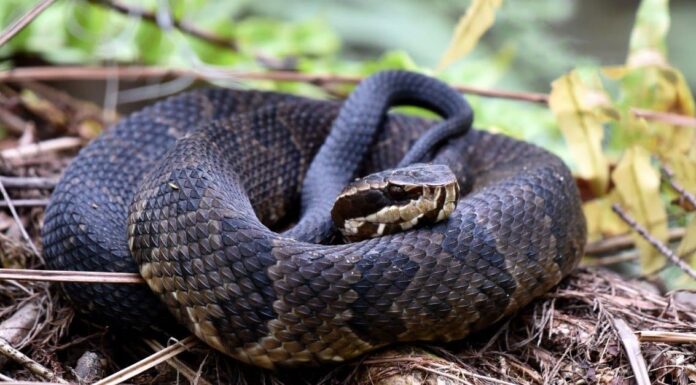 Are water moccasins poisonous or dangerous
