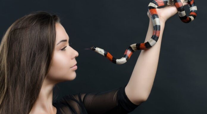 Milk Snake vs Copperhead: 5 differenze chiave
