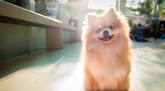 Durata della vita della Pomerania: quanto tempo vivono i Pomerania?
