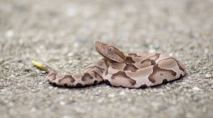 baby rattlesnake closeup