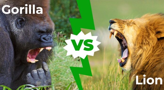 gorilla vs lion