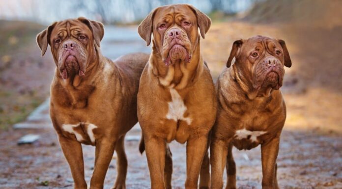 Scopri il mastino più grande di sempre
