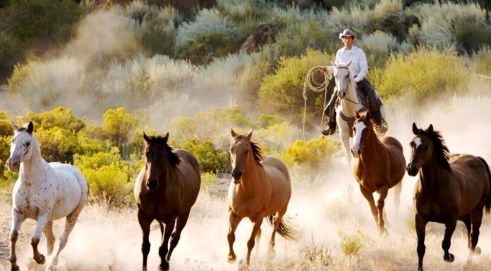 I 10 migliori animali da fattoria
