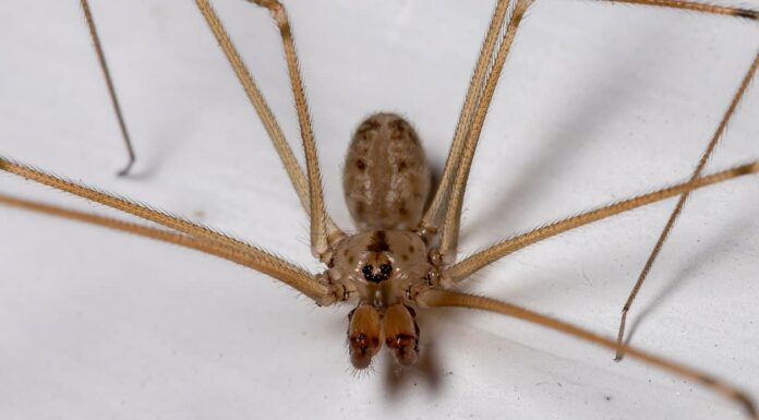  Cosa mangiano le gambe lunghe di papà?  10 alimenti nella loro dieta
