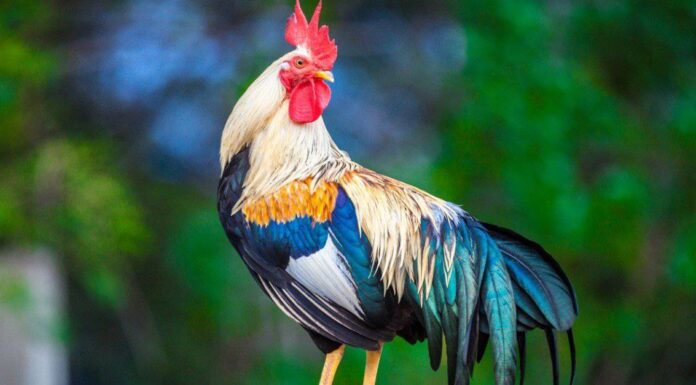 Scopri il pollo più vecchio del mondo
