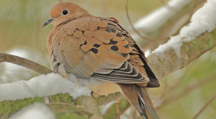 Cosa mangiano le colombe in lutto?
