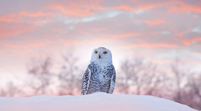 10 animali in Harry Potter
