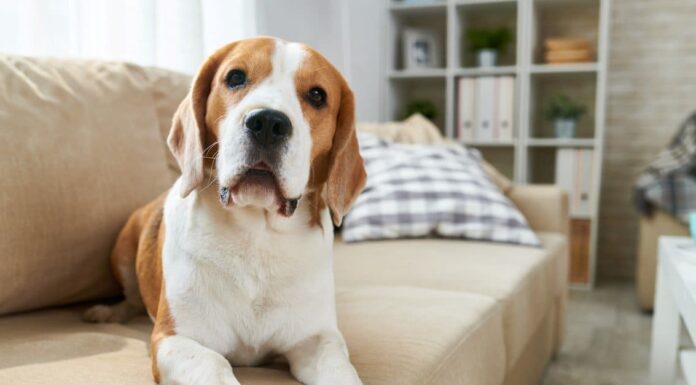 I 10 migliori animali da appartamento
