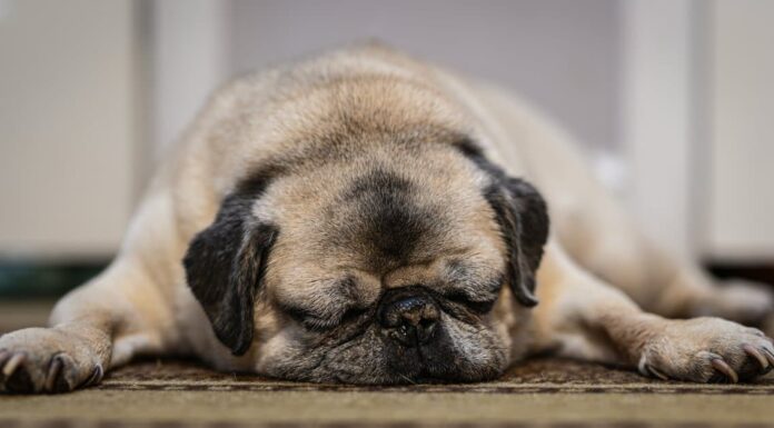 A Antibiotics (and Alternatives) for Dogs: Reviewed