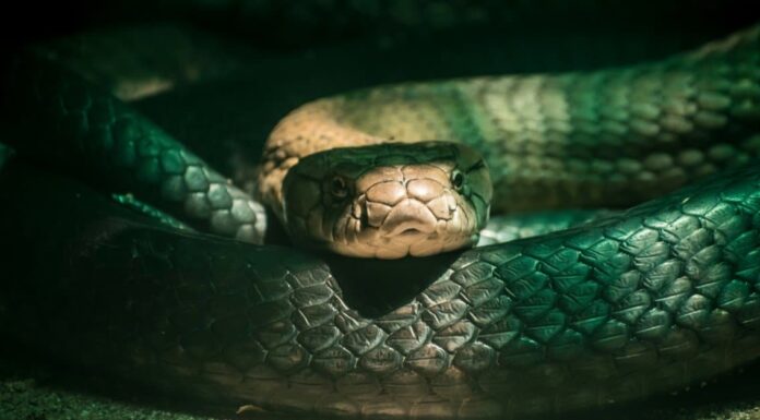 Come fanno i serpenti a fare la cacca?
