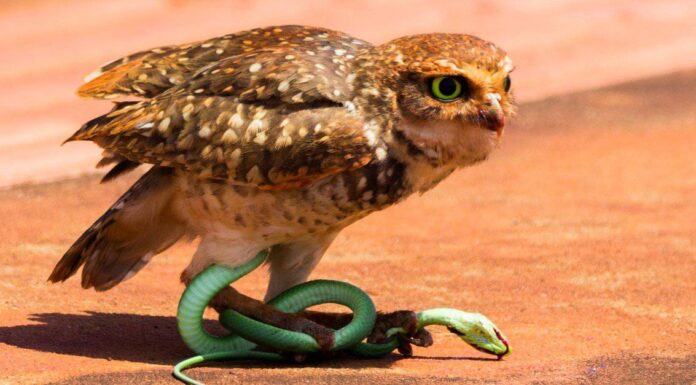  Cosa mangia i serpenti?  10 animali che mangiano serpenti
