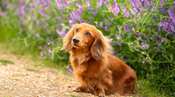 8 razze di cani rossi e nomi di cani rossi
