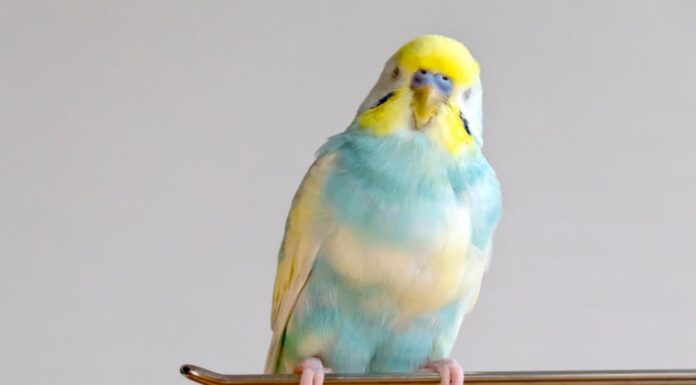 Diversi tipi di uccelli parlanti da compagnia
