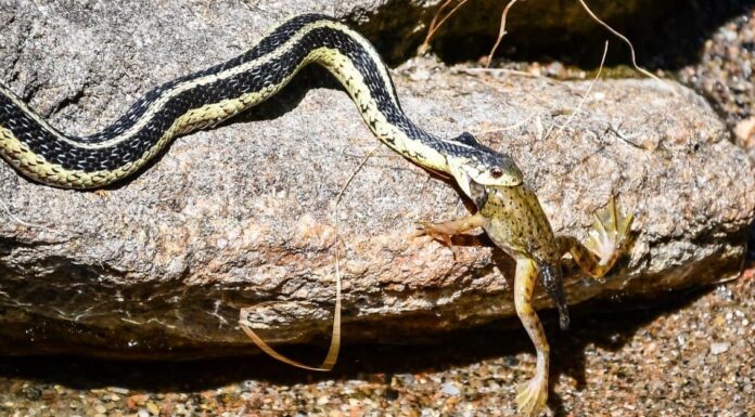 Garter Snake in Fall Leaves