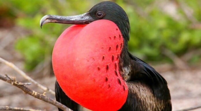 Gli 8 uccelli più strani del mondo
