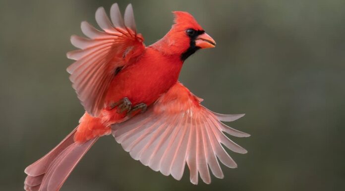Incontra gli uccelli che mangiano le api!
