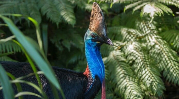 8 animali con un corno
