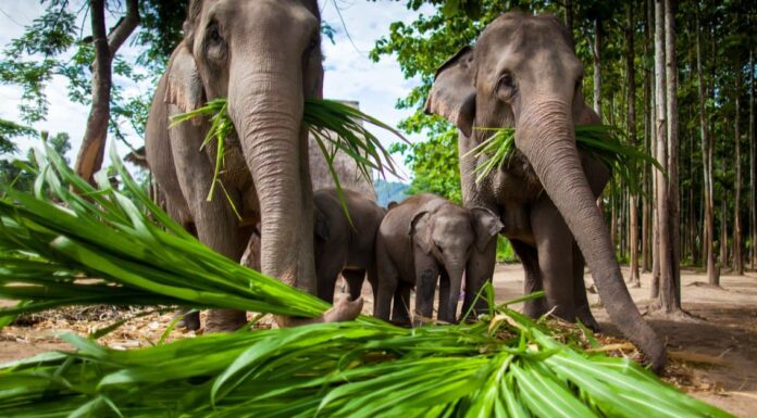  Cosa mangiano gli elefanti?  Spiegazione della loro dieta
