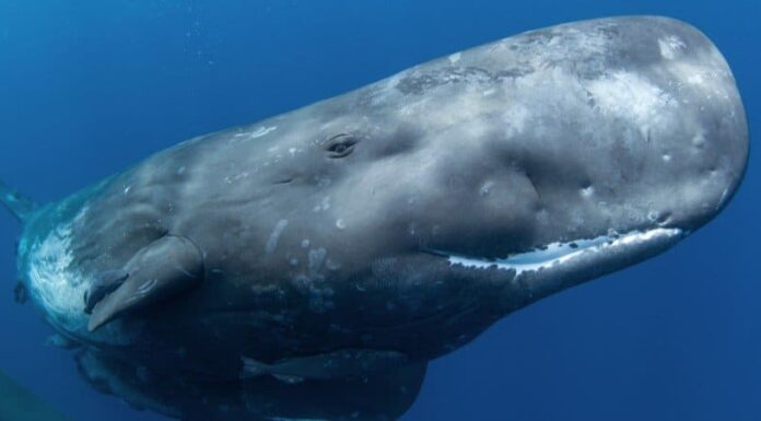 I 10 animali più rumorosi della Terra (il numero 1 è incredibile)
