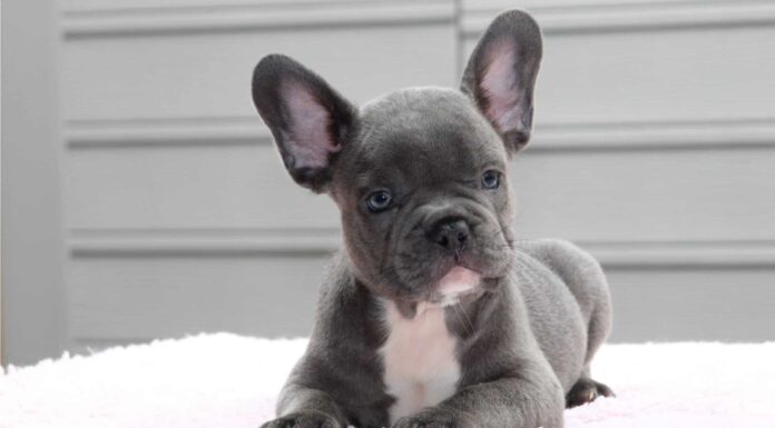 10 tipi di orecchie per cani
