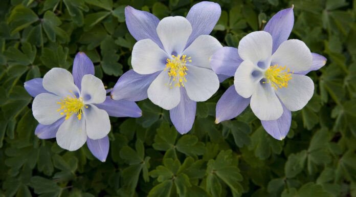 9 piante autoctone in Colorado
