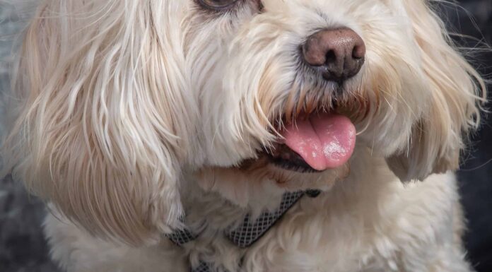 10 cani di piccola taglia che non perdono il pelo
