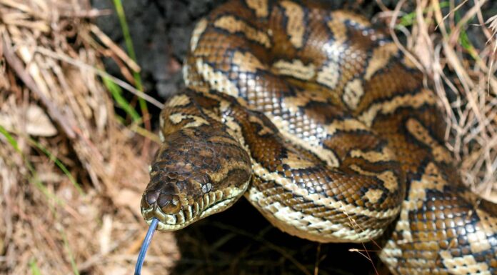 Guarda i commensali scoprono un enorme serpente nel McDonald's Drive-Thru
