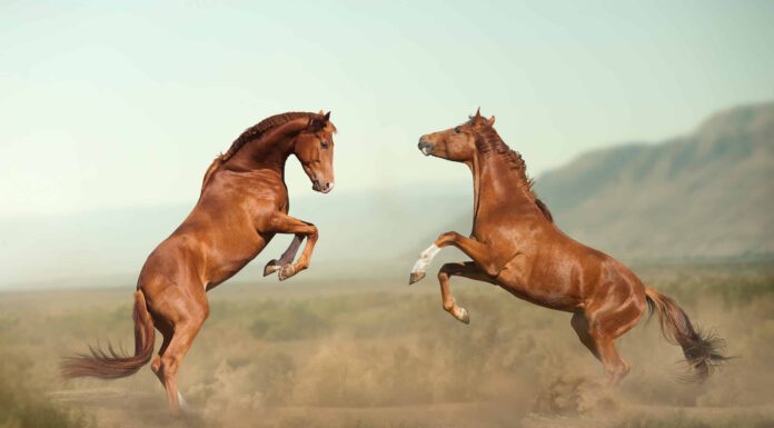Guarda Due stalloni combattono brutalmente sull’orlo di una scogliera Guarda Due stalloni combattono brutalmente sull'orlo di una scogliera