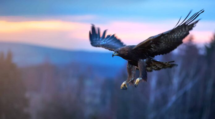 Guarda questo coraggioso cane dell'Alaska difendere sua sorella da un'aquila che attacca
